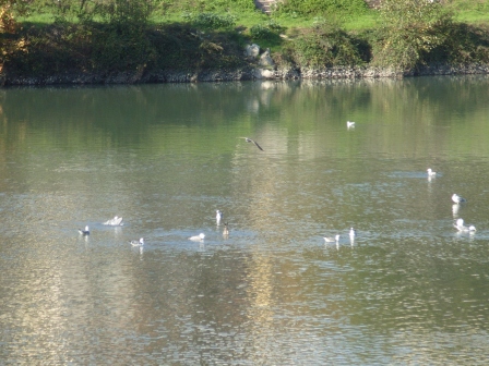 Il fiume Serchio a Monte S.Quirico